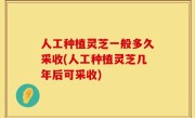 人工种植灵芝一般多久采收(人工种植灵芝几年后可采收)