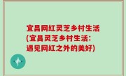 宜昌网红灵芝乡村生活(宜昌灵芝乡村生活：遇见网红之外的美好)