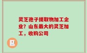 灵芝孢子提取物加工企业？山东最大的灵芝加工，收购公司