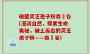 破壁灵芝孢子粉森湶谷(浸润自然，探索生命奥秘，破土而出的灵芝孢子粉——森湶谷)