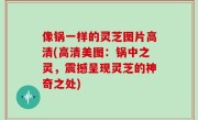 像锅一样的灵芝图片高清(高清美图：锅中之灵，震撼呈现灵芝的神奇之处)