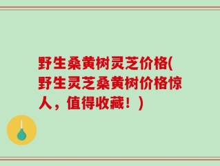 野生桑黄树灵芝价格(野生灵芝桑黄树价格惊人，值得收藏！)