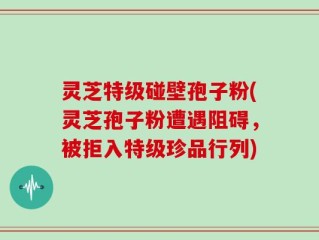 灵芝特级碰壁孢子粉(灵芝孢子粉遭遇阻碍，被拒入特级珍品行列)
