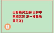 山野篇灵芝茶(山林中采摘灵芝 泡一杯美味灵芝茶)