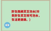 野生西藏灵芝泡水(珍贵野生灵芝现可泡水，生活更健康。)