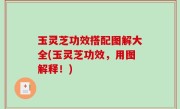 玉灵芝功效搭配图解大全(玉灵芝功效，用图解释！)