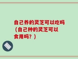 自己养的灵芝可以吃吗 (自己种的灵芝可以食用吗？)