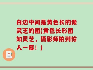 白边中间是黄色长的像灵芝的菌(黄色长形菌如灵芝，摄影师拍到惊人一幕！)