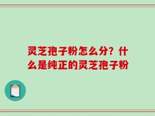 灵芝孢子粉怎么分？什么是纯正的灵芝孢子粉