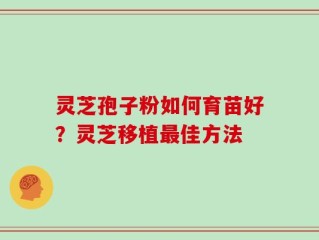 灵芝孢子粉如何育苗好？灵芝移植最佳方法