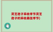 灵芝孢子采收季节灵芝孢子的采收最佳季节)