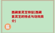 西藏紫灵芝特征(西藏紫灵芝的特点与功效简介)