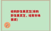 收购野生黑灵芝(采购野生黑灵芝，培育市场需求)