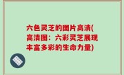 六色灵芝的图片高清(高清图：六彩灵芝展现丰富多彩的生命力量)