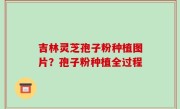 吉林灵芝孢子粉种植图片？孢子粉种植全过程
