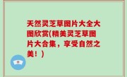 天然灵芝草图片大全大图欣赏(精美灵芝草图片大合集，享受自然之美！)