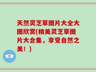 天然灵芝草图片大全大图欣赏(精美灵芝草图片大合集，享受自然之美！)
