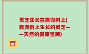 灵芝生长在露兜树上(露兜树上生长的灵芝——天然的健康宝藏)