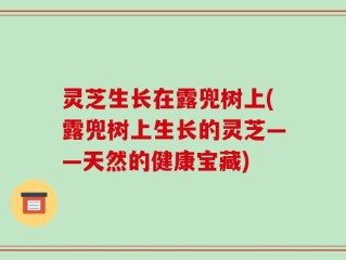 灵芝生长在露兜树上(露兜树上生长的灵芝——天然的健康宝藏)