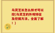 乌灵芝长怎么样才可以挖(乌灵芝的外观特征及挖掘方法，全面了解！)