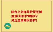 阳台上怎样养护灵芝树盆景(阳台护理技巧：灵芝盆景如何养护)