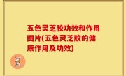 五色灵芝胶功效和作用图片(五色灵芝胶的健康作用及功效)