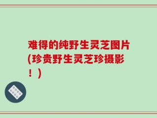 难得的纯野生灵芝图片(珍贵野生灵芝珍摄影！)