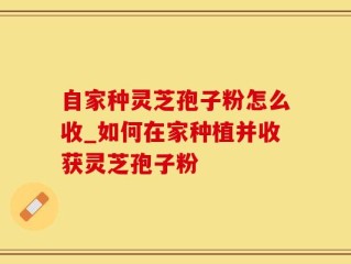 自家种灵芝孢子粉怎么收_如何在家种植并收获灵芝孢子粉