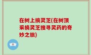 在树上摘灵芝(在树顶采摘灵芝搜寻灵药的奇妙之旅)