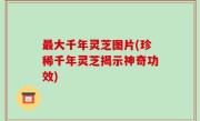 最大千年灵芝图片(珍稀千年灵芝揭示神奇功效)