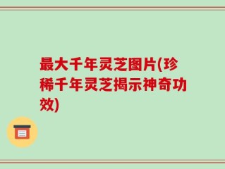 最大千年灵芝图片(珍稀千年灵芝揭示神奇功效)