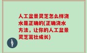 人工盆景灵芝怎么样浇水是正确的(正确浇水方法，让你的人工盆景灵芝茁壮成长)