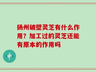 扬州破壁灵芝有什么作用？加工过的灵芝还能有原本的作用吗