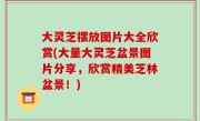 大灵芝摆放图片大全欣赏(大量大灵芝盆景图片分享，欣赏精美芝林盆景！)