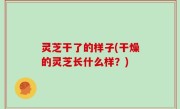 灵芝干了的样子(干燥的灵芝长什么样？)
