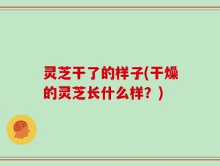 灵芝干了的样子(干燥的灵芝长什么样？)