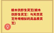 椴木仿野生灵芝(椴木仿野生灵芝：与天然灵芝外观相似的高品质灵芝)