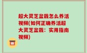 超大灵芝盆栽怎么养活视频(如何正确养活超大灵芝盆栽：实用指南视频)
