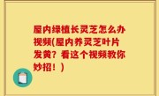 屋内绿植长灵芝怎么办视频(屋内养灵芝叶片发黄？看这个视频教你妙招！)