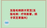 五指毛桃鸽子灵芝(五指毛桃：疗效显著，鸽子灵芝更强大)