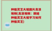 种植灵芝大姐图片高清视频(高清视频：跟随种植灵芝大姐学习如何种植灵芝)