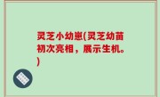 灵芝小幼崽(灵芝幼苗初次亮相，展示生机。)