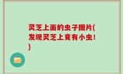 灵芝上面的虫子图片(发现灵芝上竟有小虫！)