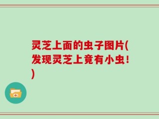 灵芝上面的虫子图片(发现灵芝上竟有小虫！)