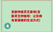宜都种植灵芝基地(宜都灵芝种植地：让你拥有更健康的生活方式)