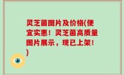 灵芝菌图片及价格(便宜实惠！灵芝菌高质量图片展示，现已上架！)