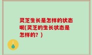 灵芝生长是怎样的状态呢(灵芝的生长状态是怎样的？)