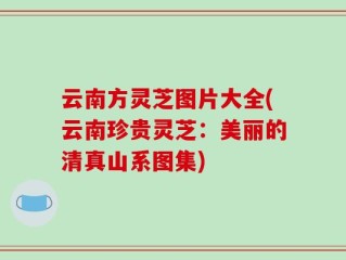云南方灵芝图片大全(云南珍贵灵芝：美丽的清真山系图集)