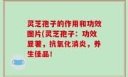 灵芝孢子的作用和功效图片(灵芝孢子：功效显著，抗氧化消炎，养生佳品！