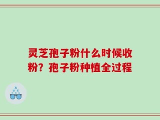 灵芝孢子粉什么时候收粉？孢子粉种植全过程